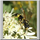 Tenthredo amoena - Blattwespe w03.jpg